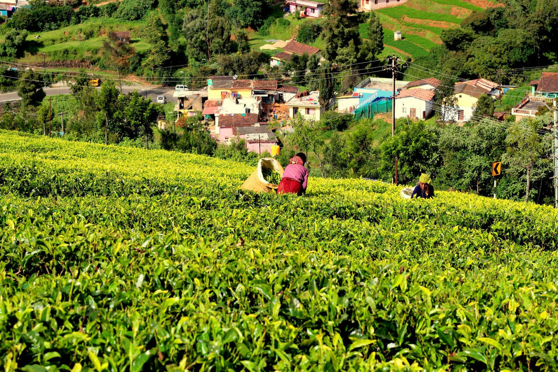 Tea Leaves & Tea Tree 茶叶和茶树